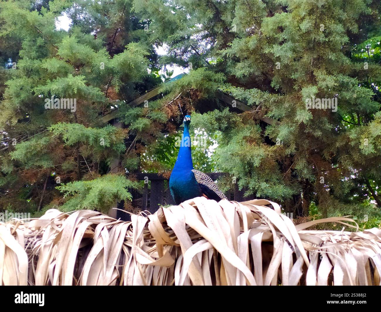 Paon dans le parc, magnifique oiseau exotique dans la nature. Copier l'espace. Paon dans le parc, magnifique oiseau exotique dans la nature. Banque D'Images