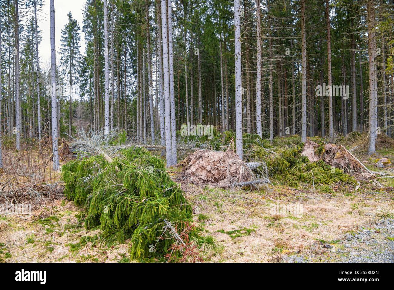 La tempête a endommagé la forêt d'épinettes avec des arbres tombés Banque D'Images