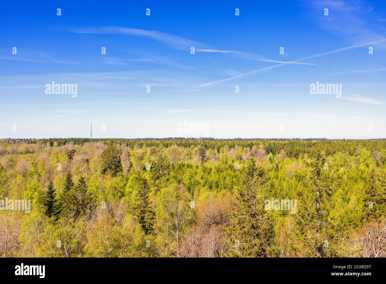 Vue sur la cime des arbres dans une forêt par une journée ensoleillée de printemps Banque D'Images