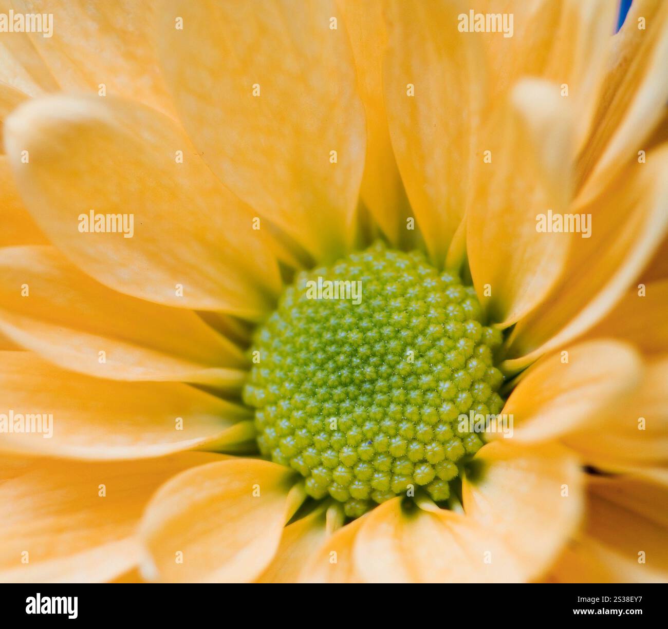 de beaux pétales de fleurs jaunes se rapprochent Banque D'Images