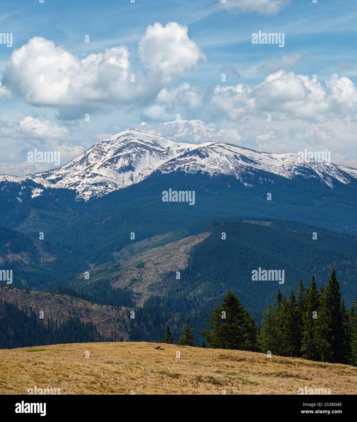 Plateau de montagne carpapienne vue de printemps avec fleurs alpines en fleur, Ukraine. Banque D'Images