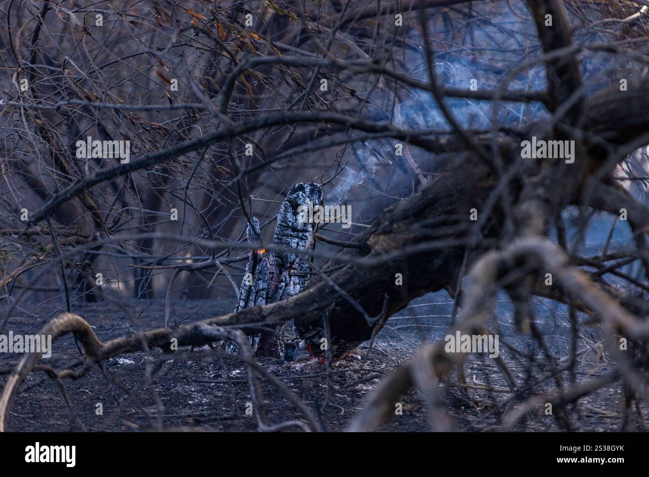 Les pompiers combattent plusieurs feux de forêt à Los Angeles, notamment les incendies de Palisades, Eaton, Hurst et Sunset, provoquant des évacuations, des destructions, Banque D'Images