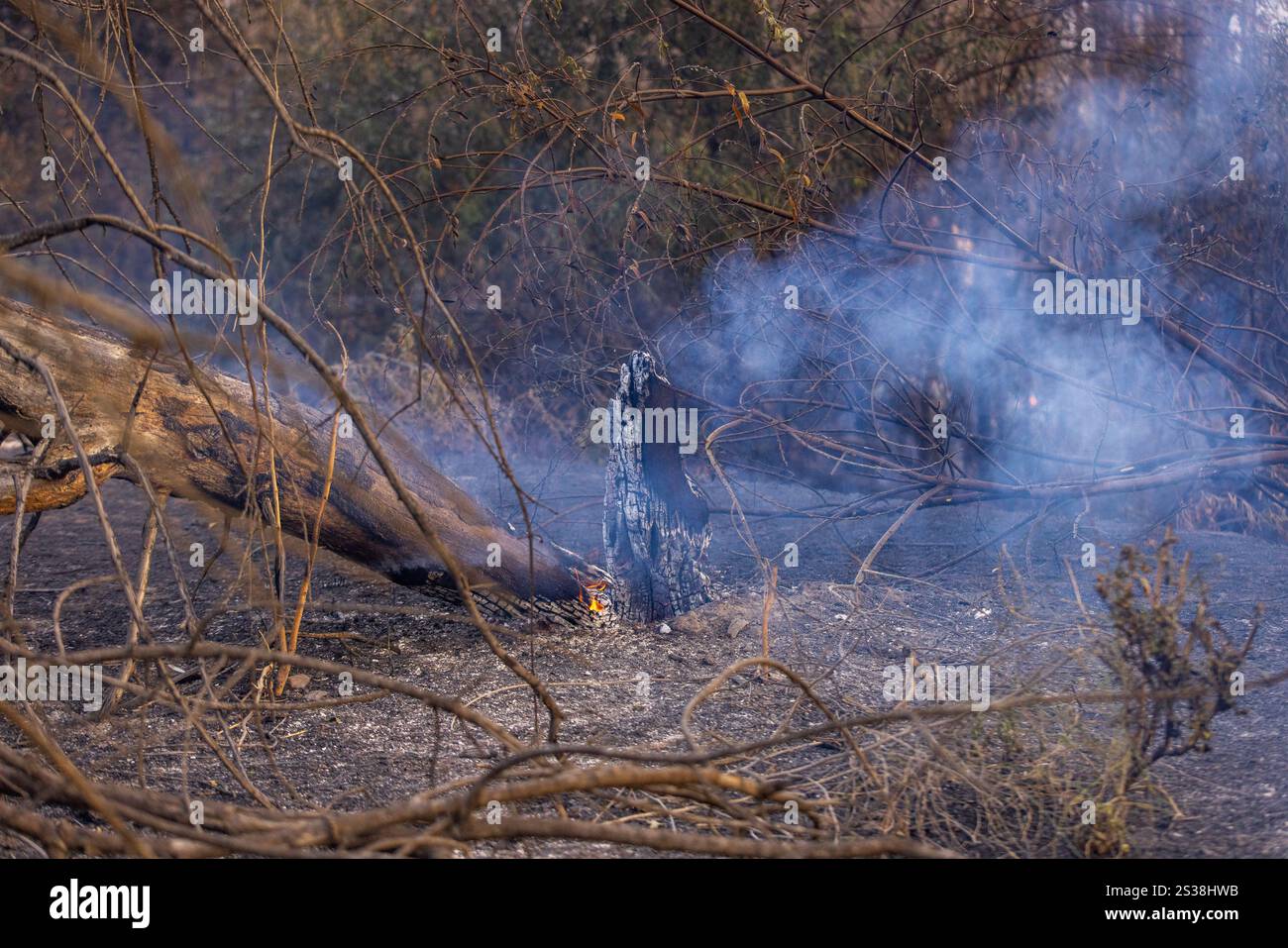 Les pompiers combattent plusieurs feux de forêt à Los Angeles, notamment les incendies de Palisades, Eaton, Hurst et Sunset, provoquant des évacuations, des destructions, Banque D'Images