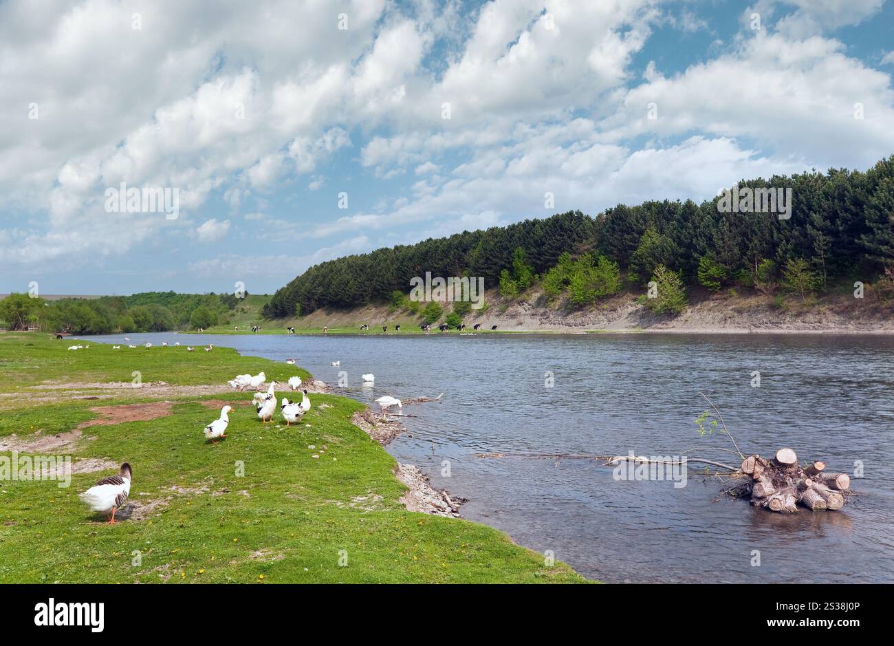 Pays de printemps paysage avec village et rivière ( l'Oblast de Lviv, Ukraine) . Banque D'Images