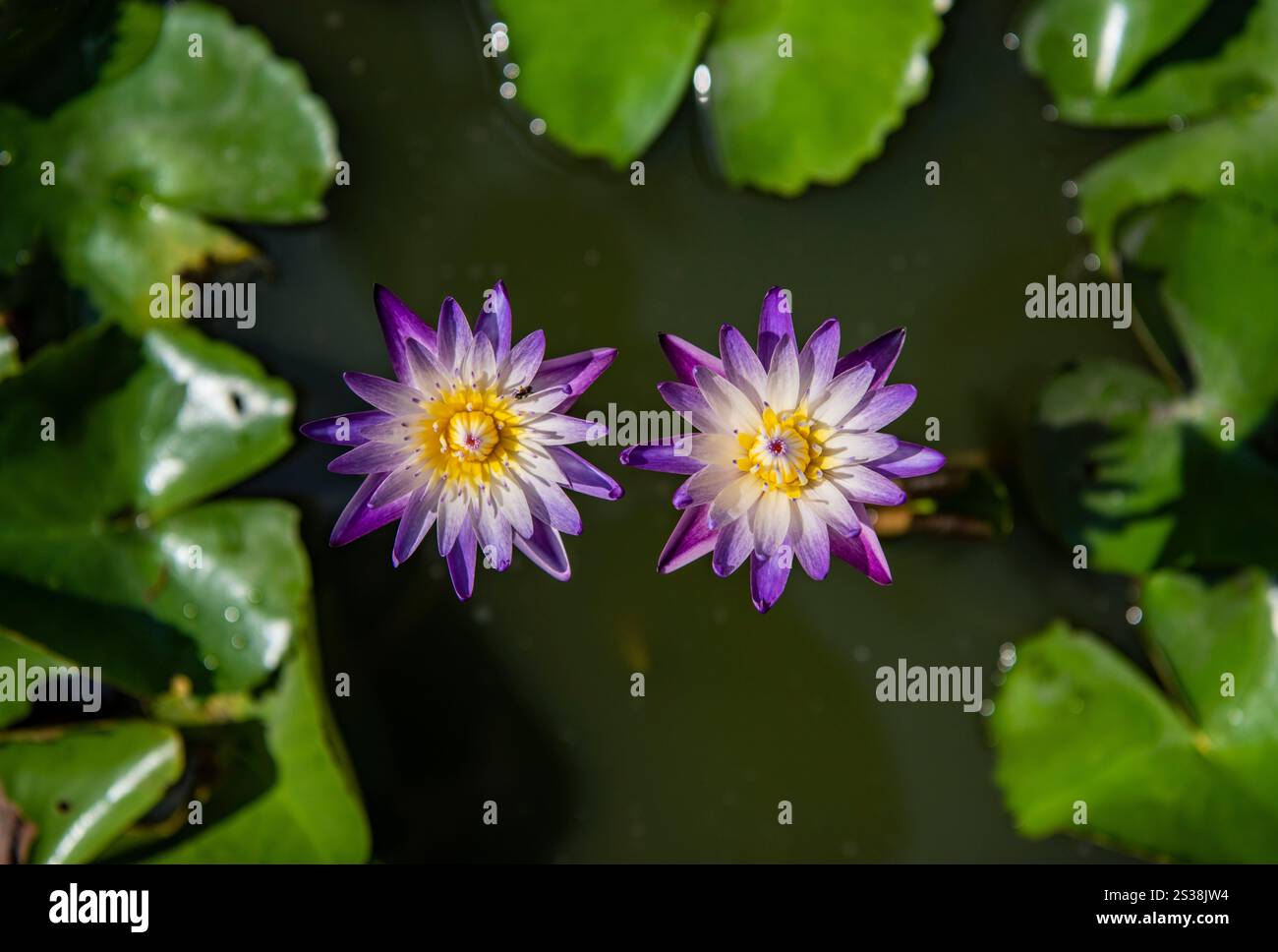 Fleurs de Lotus à Wat Samphanthawongsaram Worawihanra ou Wat Koh en Chine ville dans la ville de Bangkok en Thaïlande. Thaïlande, Bangkok, 8 novembre, Banque D'Images