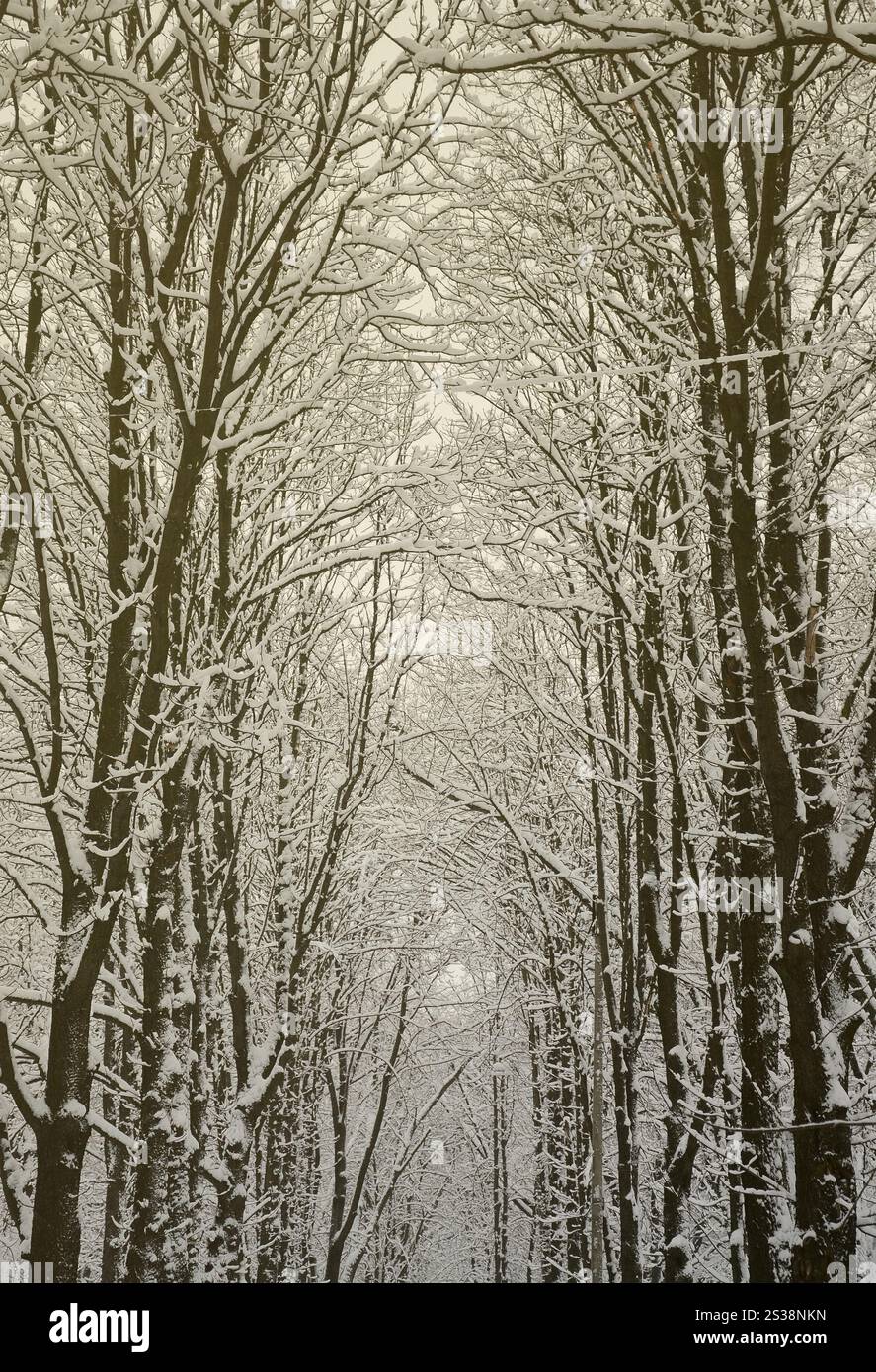Paysage hivernal dans un parc couvert de neige après une forte chute de neige humide. Une épaisse couche de neige se trouve sur les branches des arbres Banque D'Images Paysage hivernal dans un parc couvert de neige après une forte chute de neige humide. Une épaisse couche de neige se trouve sur les branches des arbres Banque D'Images