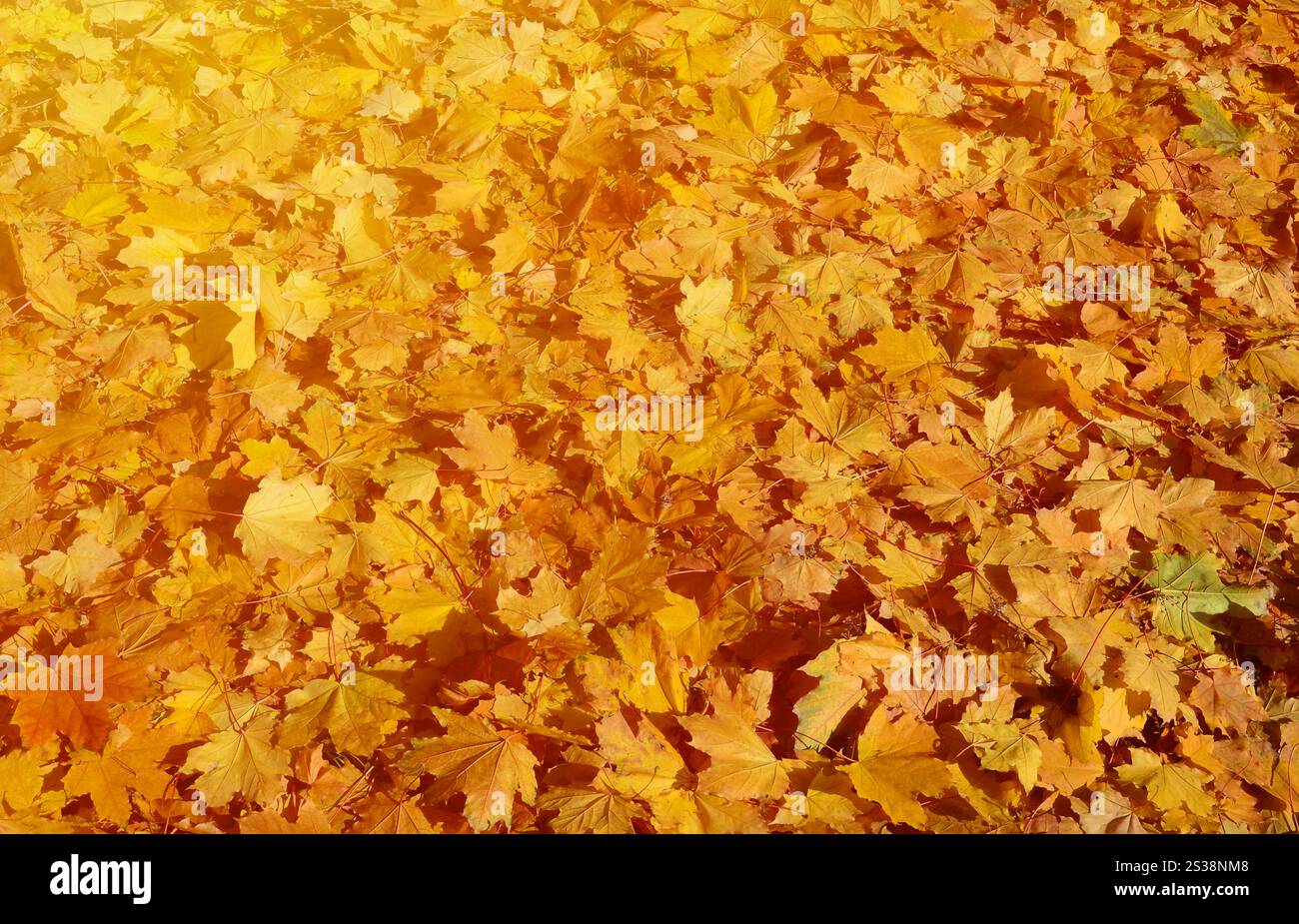 Image de fond coloré feuilles mortes parfait pour l'utilisation saisonnière Banque D'Images