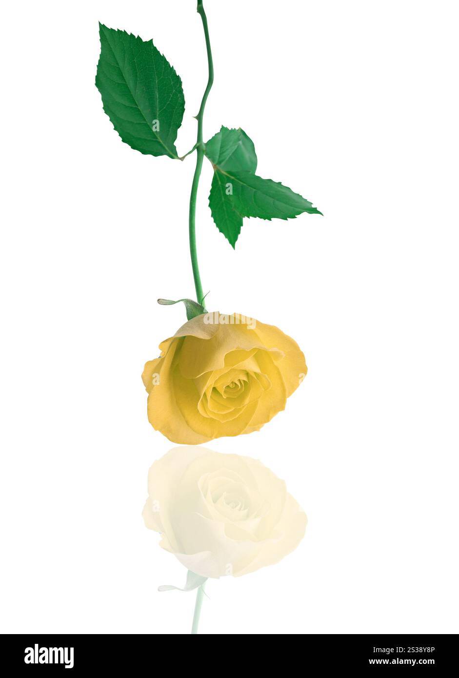 Une seule rose blanche isolée sur fond blanc. Rose blanche unique isolée Banque D'Images