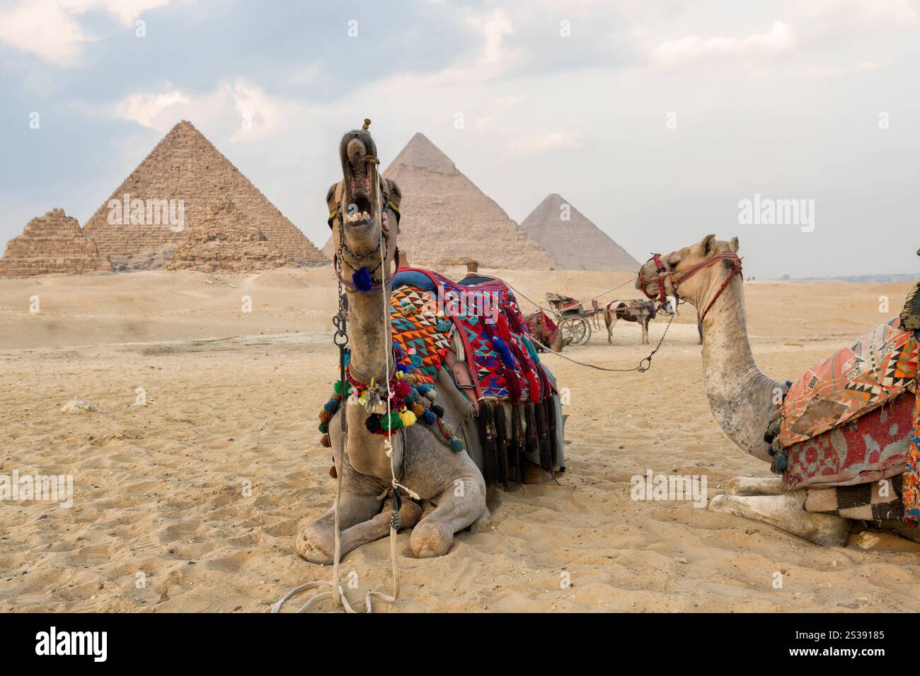 Camel Gizeh Piramids. gros plan d'une tête de chameau aux pyramides près du caire, egypte. Un chameau reposant paisiblement avec les Piramides de Gizeh comme arrière-plan. Banque D'Images