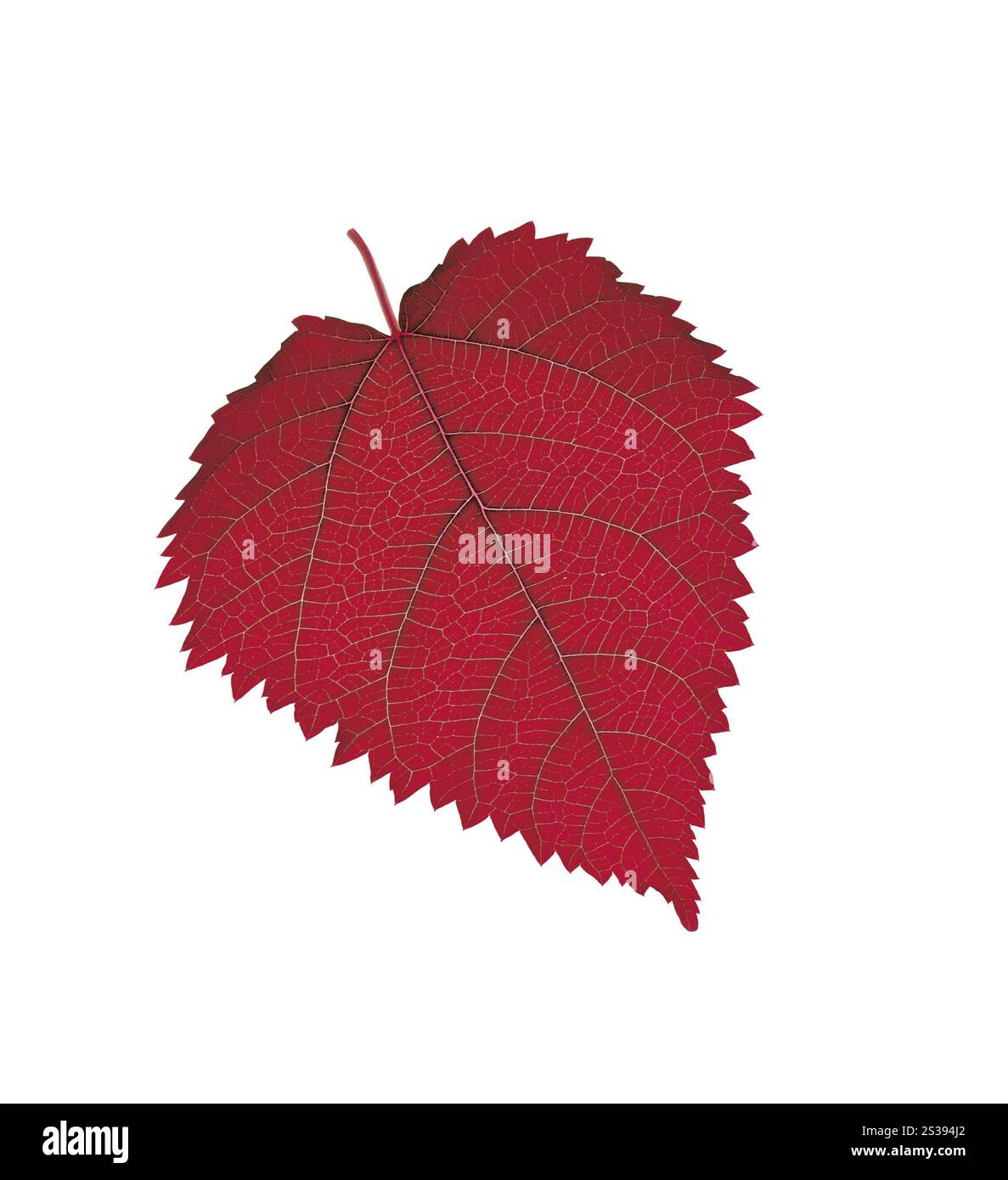 Red Leaf isolé sur blanc Banque D'Images