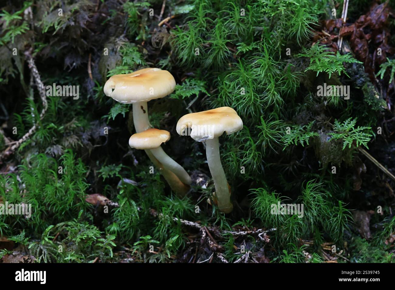 Hypholoma capnoides, communément appelé Conifer Tuft, champignon sauvage comestible originaire de Finlande Banque D'Images