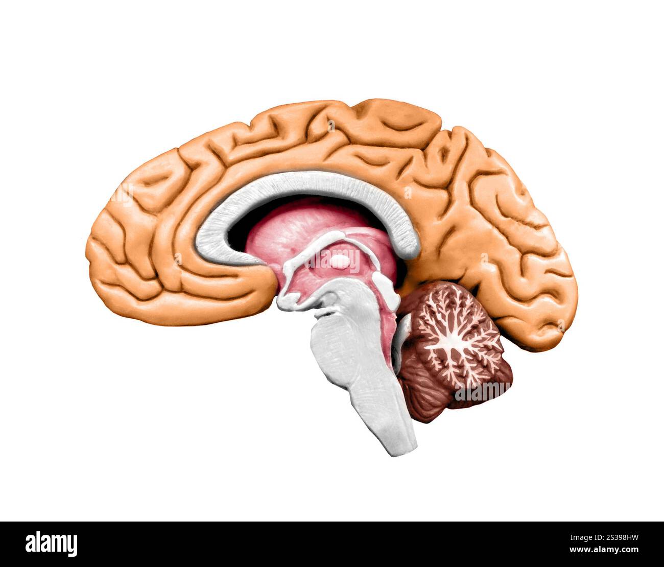 Modèle de cerveau isolé sur fond blanc. Modèle cérébral Banque D'Images