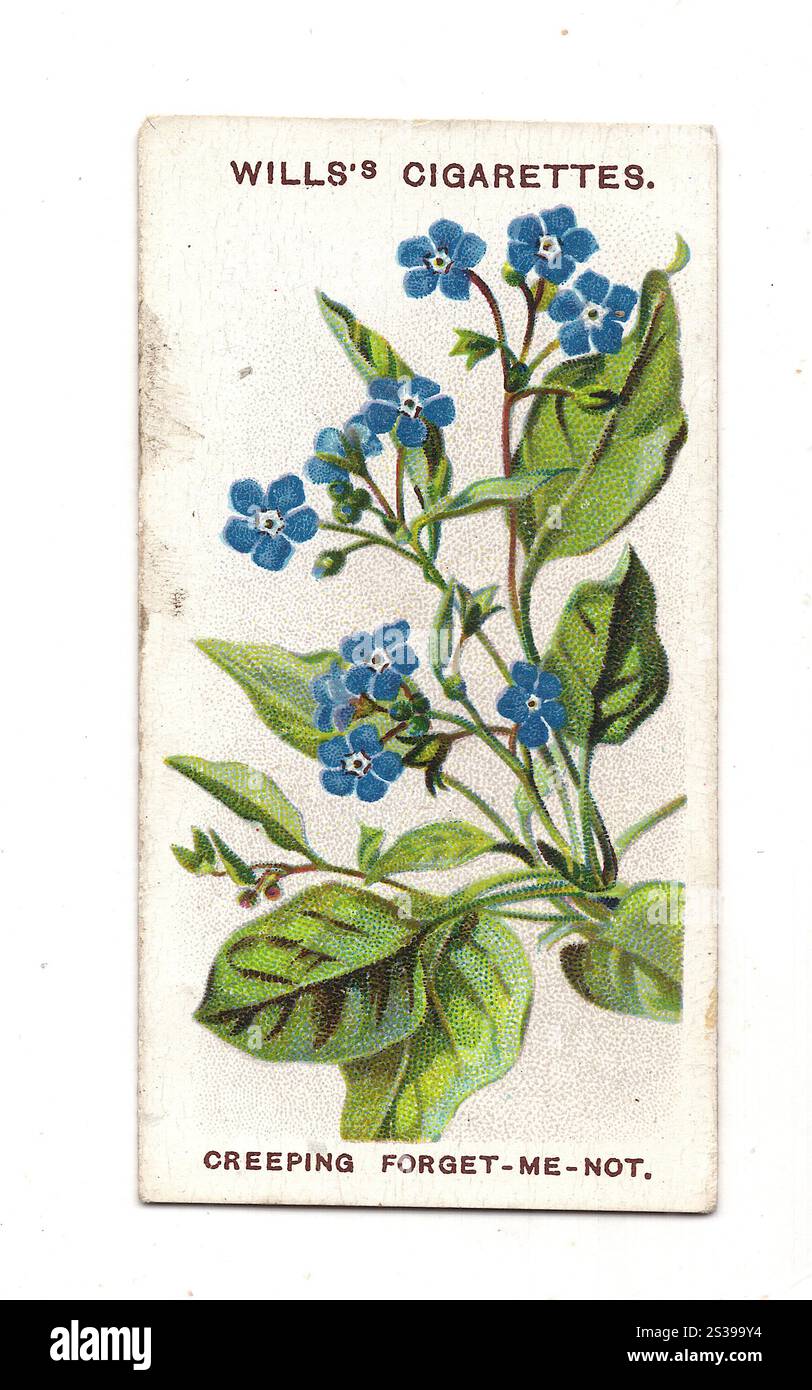 Une carte de cigarette de fleur alpine antique montrant une illustration de Forget - moi - pas sur un fond blanc. Banque D'Images