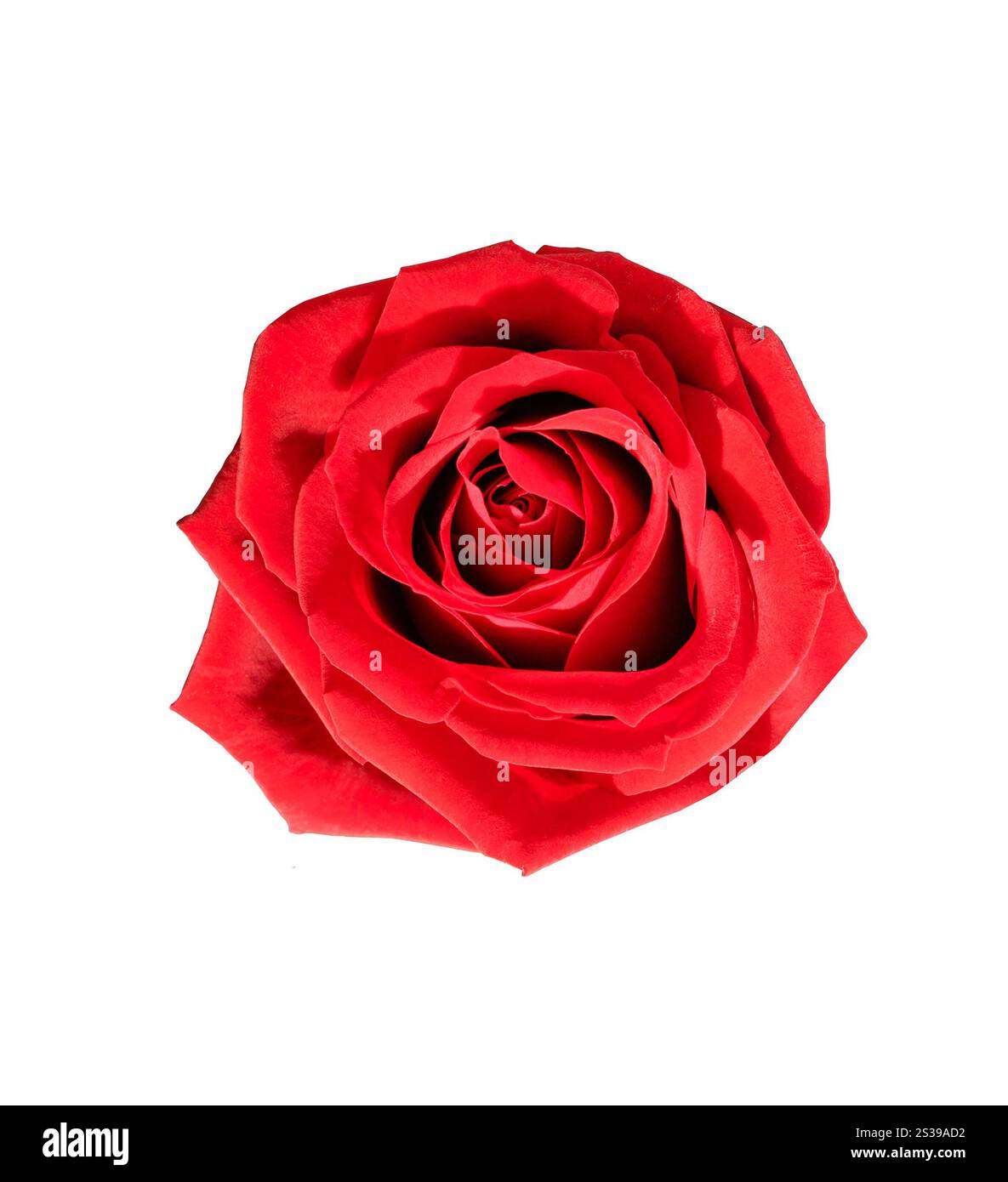Rose rouge sur fond blanc. Rose rouge Banque D'Images Rose rouge sur fond blanc. Rose rouge Banque D'Images