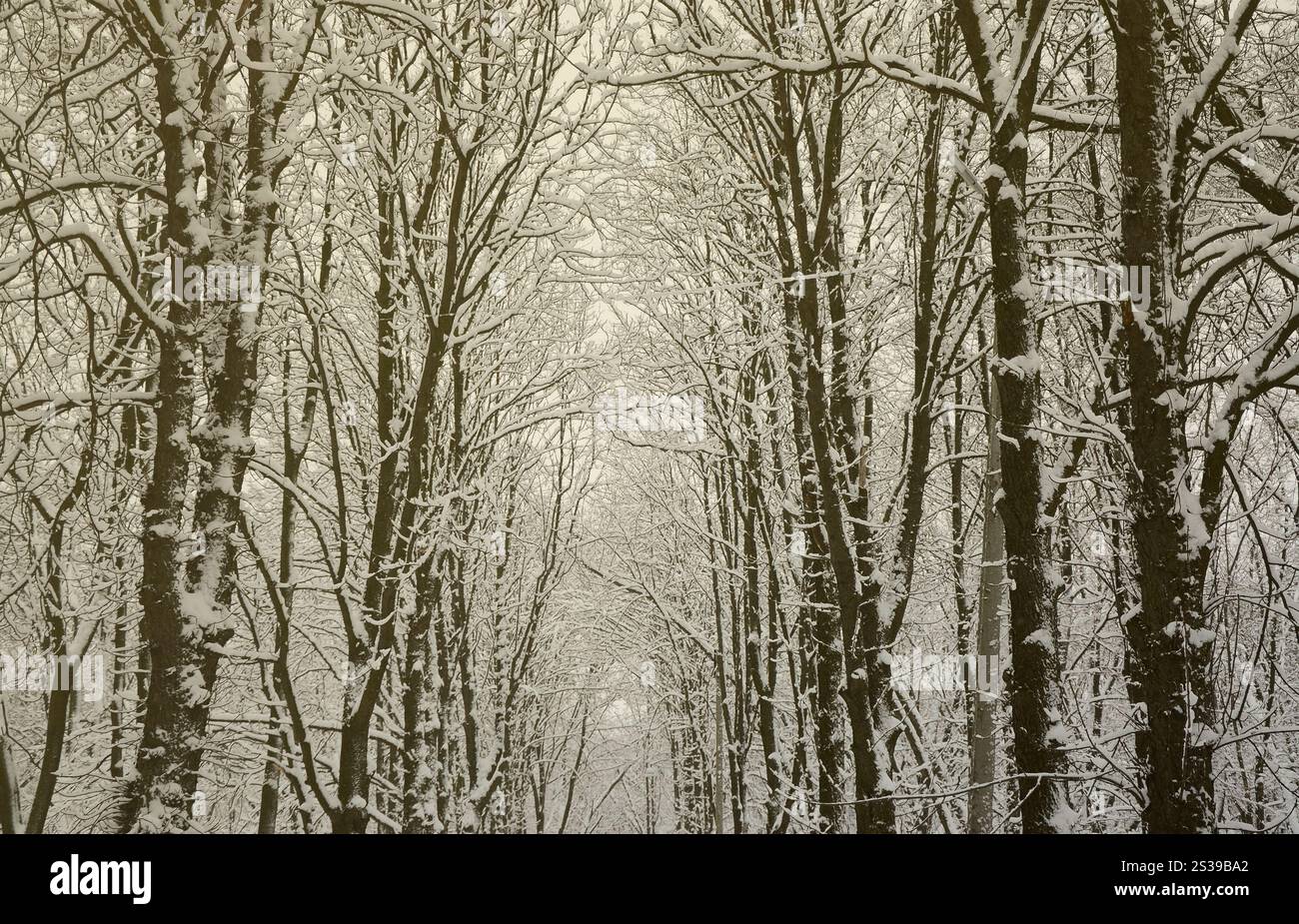 Paysage hivernal dans un parc couvert de neige après une forte chute de neige humide. Une épaisse couche de neige se trouve sur les branches des arbres Banque D'Images Paysage hivernal dans un parc couvert de neige après une forte chute de neige humide. Une épaisse couche de neige se trouve sur les branches des arbres Banque D'Images