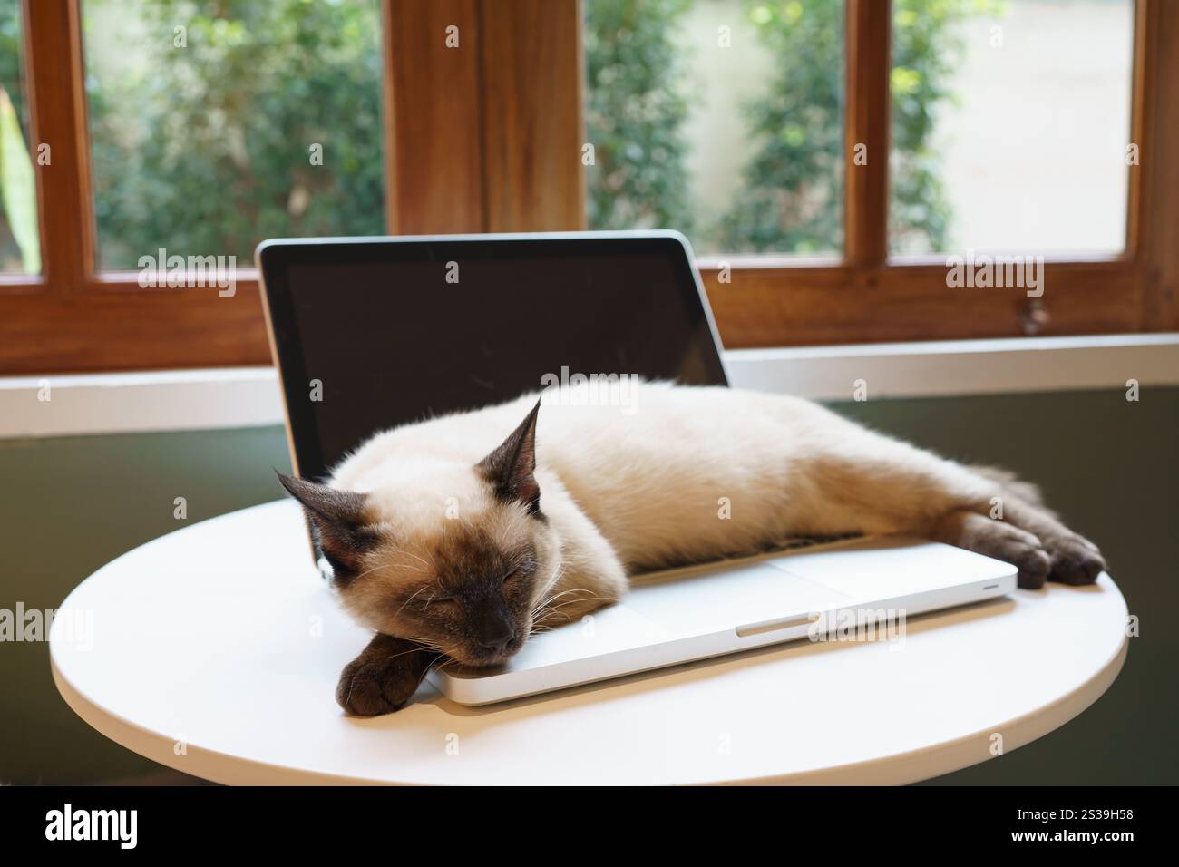 Chat sur ordinateur portable travaillant de la maison avec chat. chat endormi sur ordinateur portable assistant clavier chat travaillant chez ordinateur portable Banque D'Images