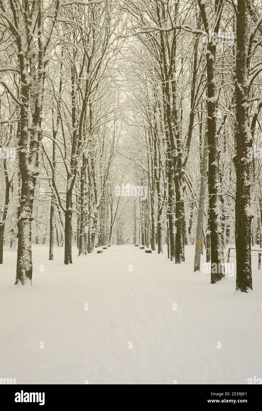 Paysage hivernal dans un parc couvert de neige après une forte chute de neige humide. Une épaisse couche de neige se trouve sur les branches des arbres Banque D'Images Paysage hivernal dans un parc couvert de neige après une forte chute de neige humide. Une épaisse couche de neige se trouve sur les branches des arbres Banque D'Images
