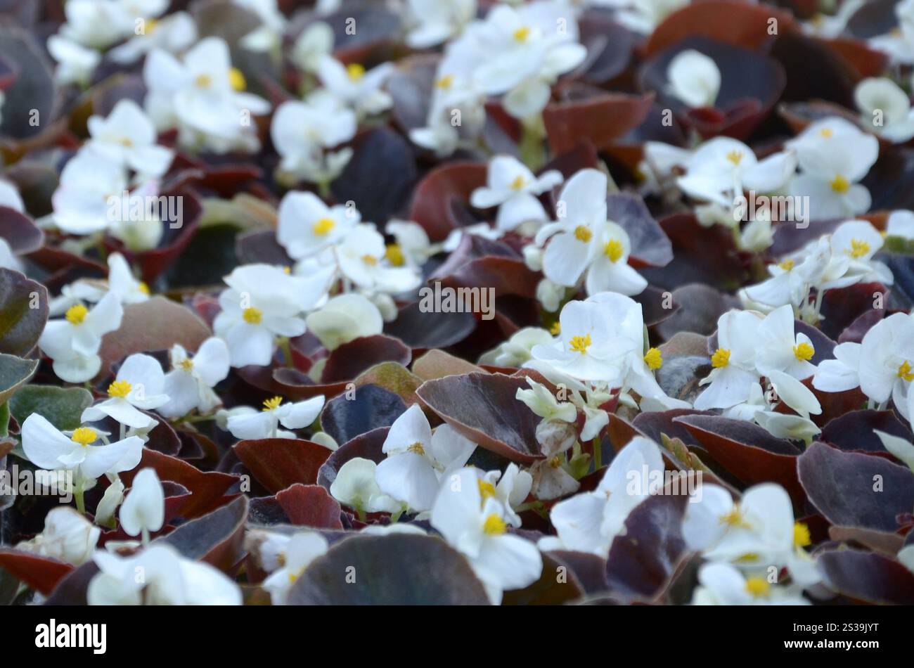 Blanc Begonia cucullata également connu sous le nom de bégonia de cire et bégonia clubed. Champ avec de petites fleurs blanches jardin de près. Blanc Begonia cucullata aussi Banque D'Images