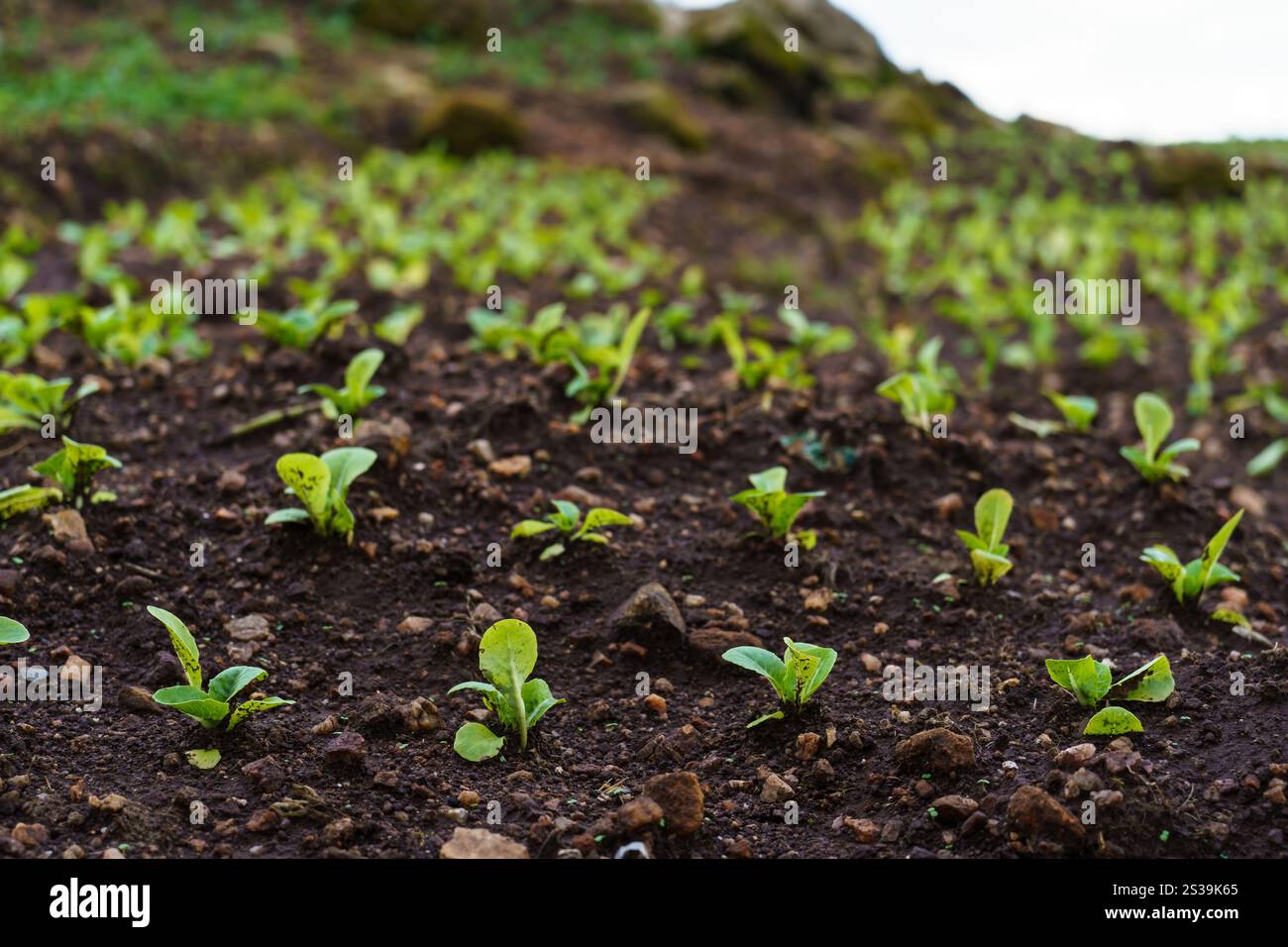 Jeunes laitues biologiques plantées plante poussant sur le sol. ECO Earth Day Banque D'Images