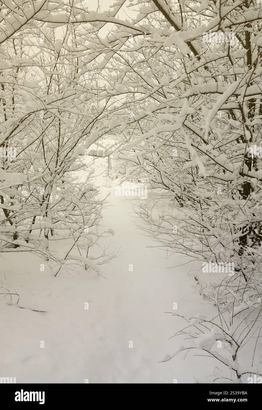 Paysage hivernal dans un parc couvert de neige après une forte chute de neige humide. Une épaisse couche de neige se trouve sur les branches des arbres Banque D'Images Paysage hivernal dans un parc couvert de neige après une forte chute de neige humide. Une épaisse couche de neige se trouve sur les branches des arbres Banque D'Images