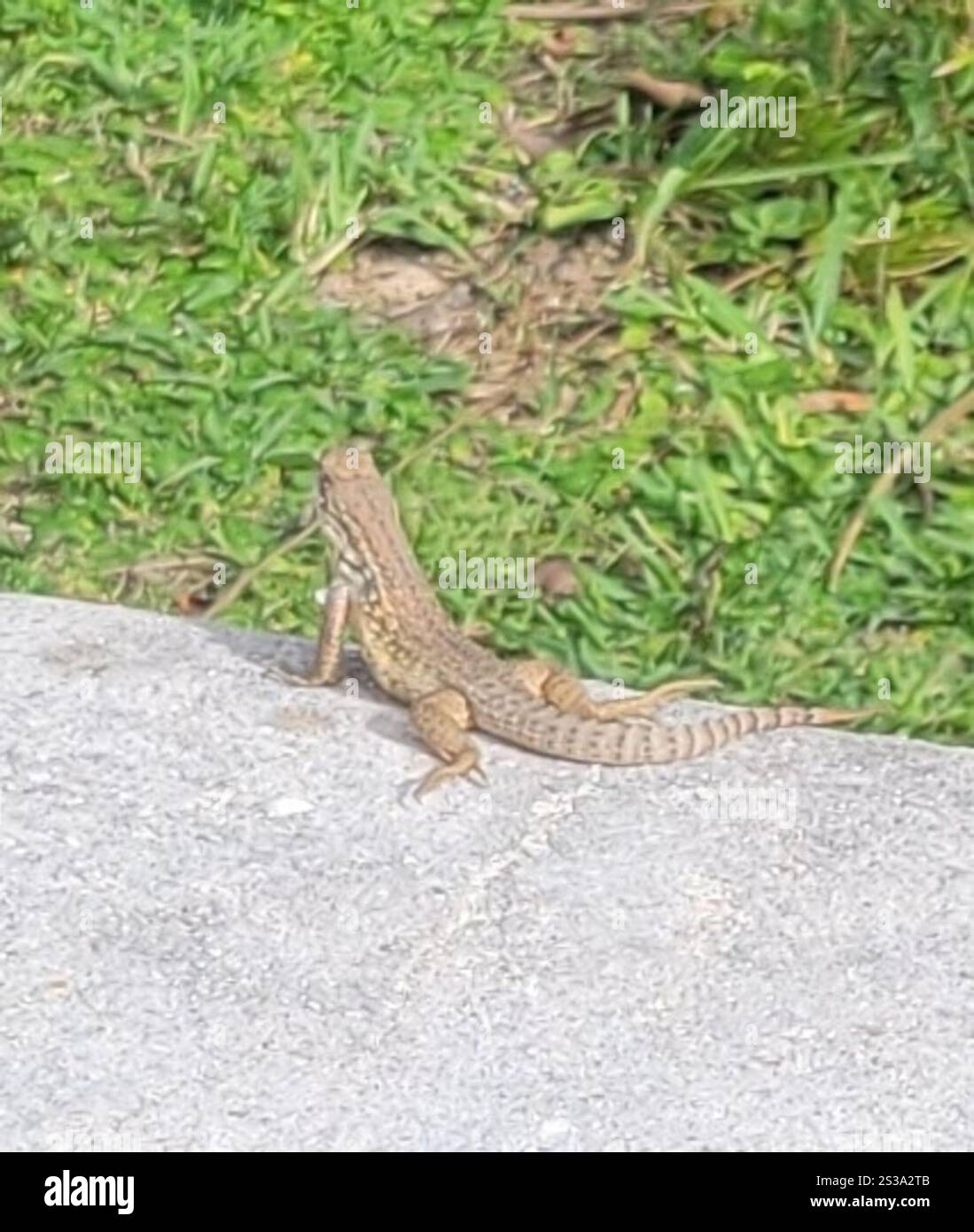 Le Lézard Curly nord (Leiocephalus carinatus) Banque D'Images