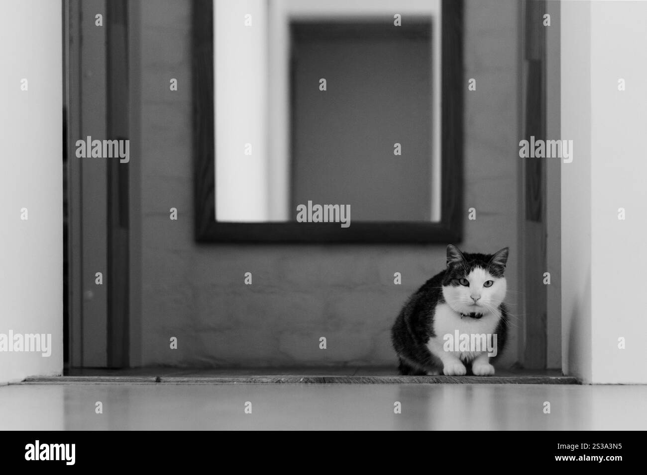 Une photo en noir et blanc représentant un chat assis sur le sol près du miroir Banque D'Images