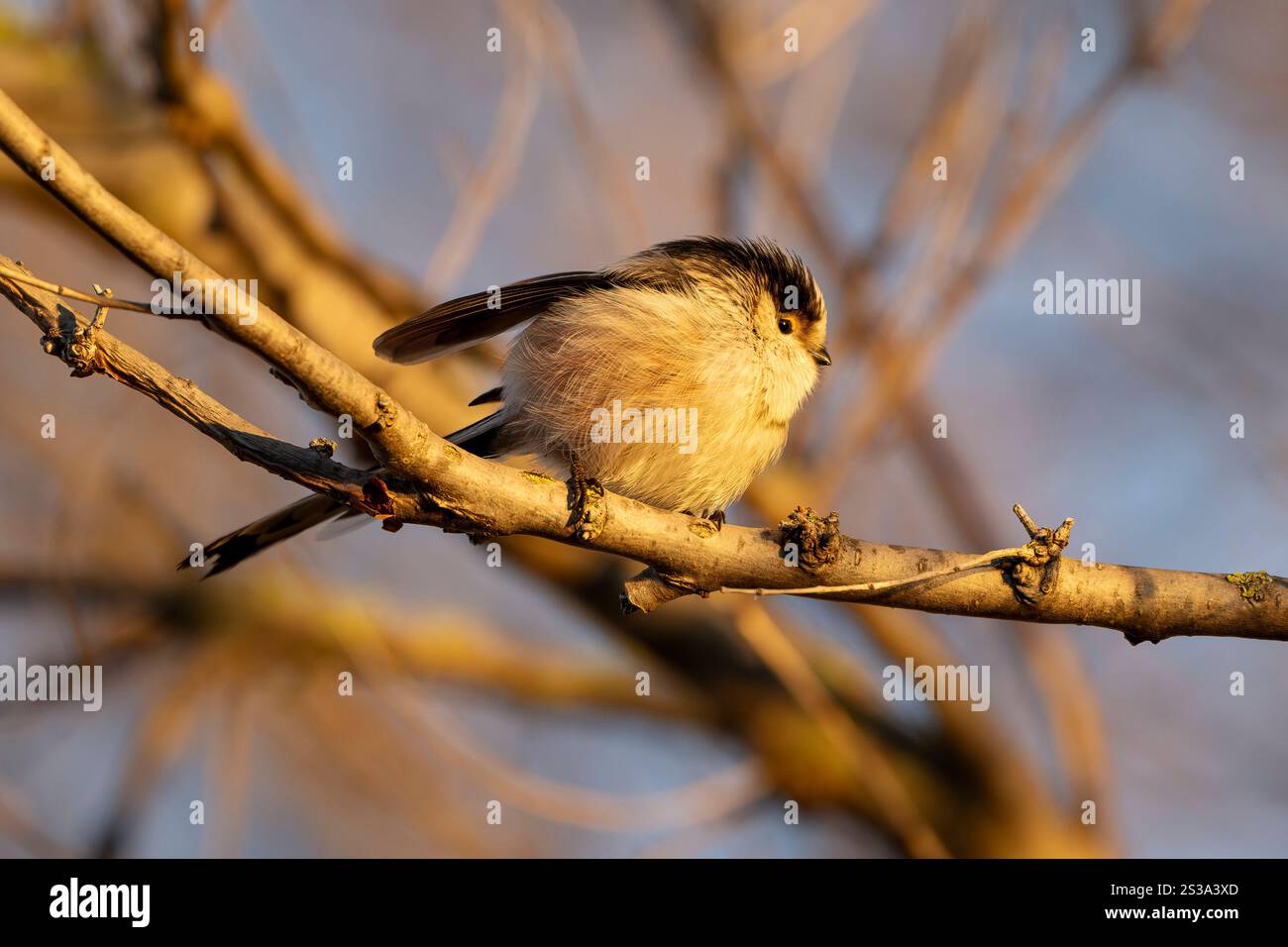 Tit à longue queue (Aegithalos caudatus) ou bushtit à longue queue. Oiseau minuscule et moelleux avec plumage rosé, noir et blanc et très longue queue. Banque D'Images