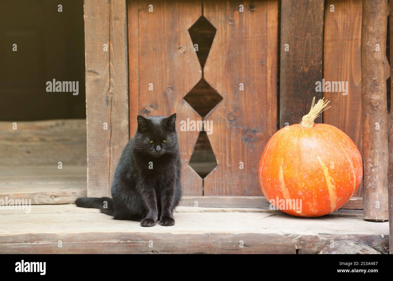 Yeux verts chat noir et citrouille orange sur l'arrière-cour de la maison résidentielle en bois près. Yeux verts chat noir et citrouille orange sur la cour arrière de Banque D'Images