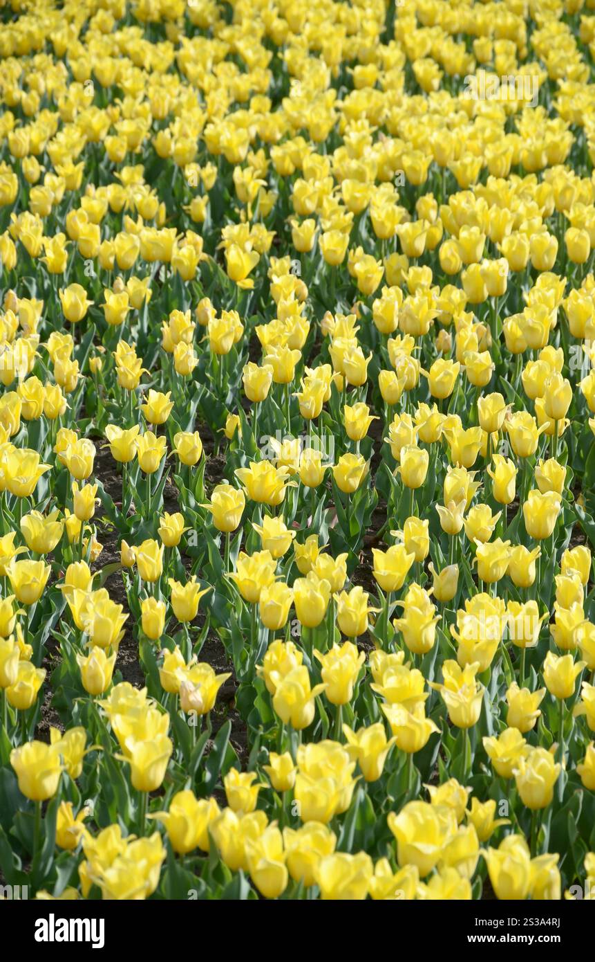 Tulipe jaune colorée brillante avec des tiges vertes fleurit au printemps. Beau parterre de fleurs frais sous l'air libre. Tulipe jaune vif et coloré Banque D'Images