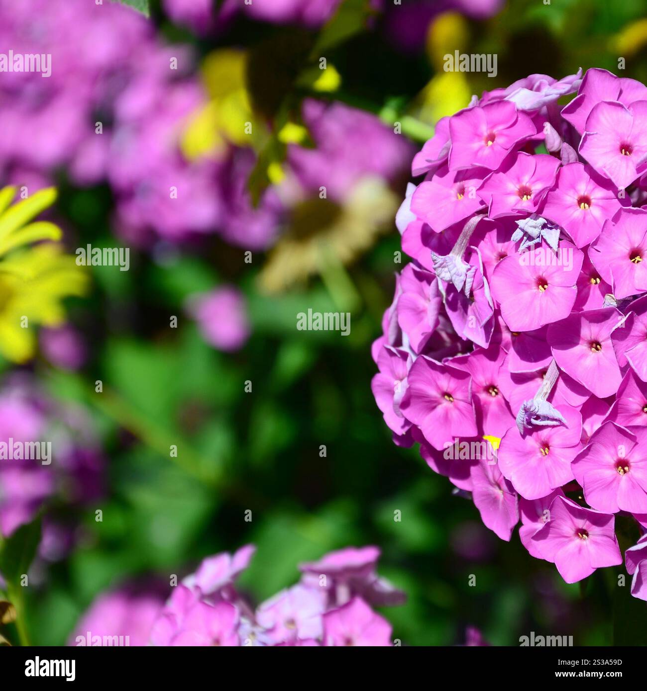 Purple garden Phlox paniculata, fleurs roses fond d'été. Modèle Floral de fleurs violettes qui fleurit en juin. Belle toile d'été vives. Banque D'Images