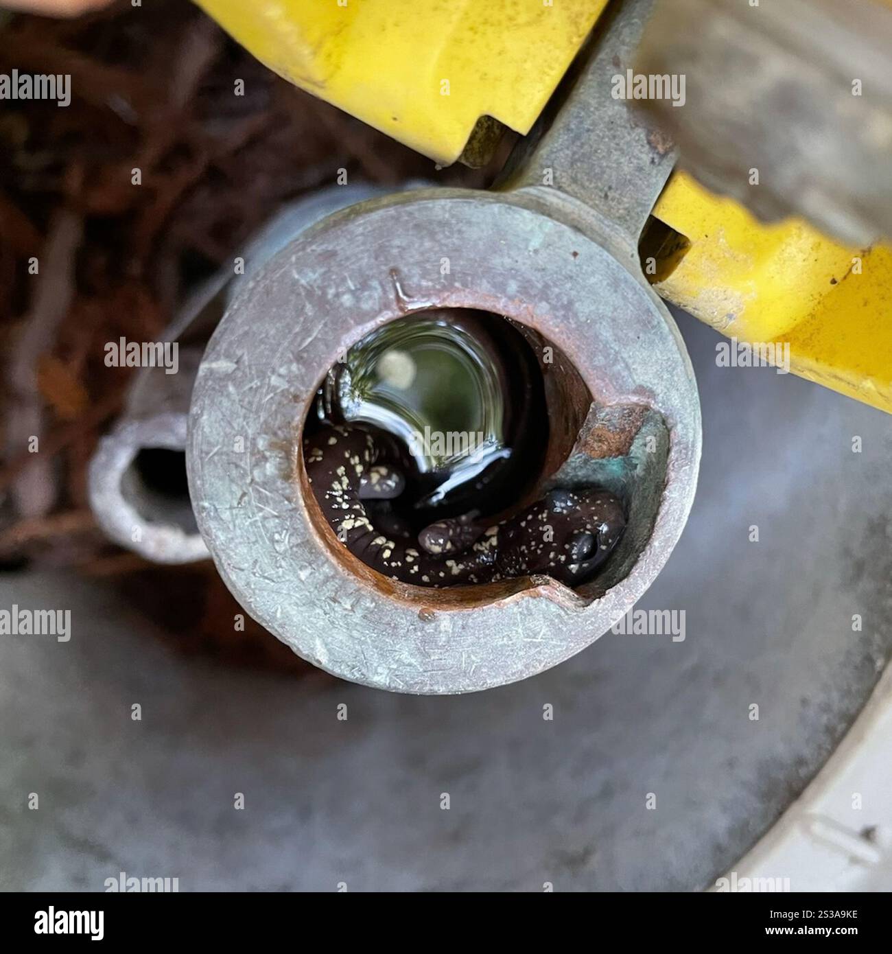Salamandre arboricole (Aneides lugubris) Banque D'Images