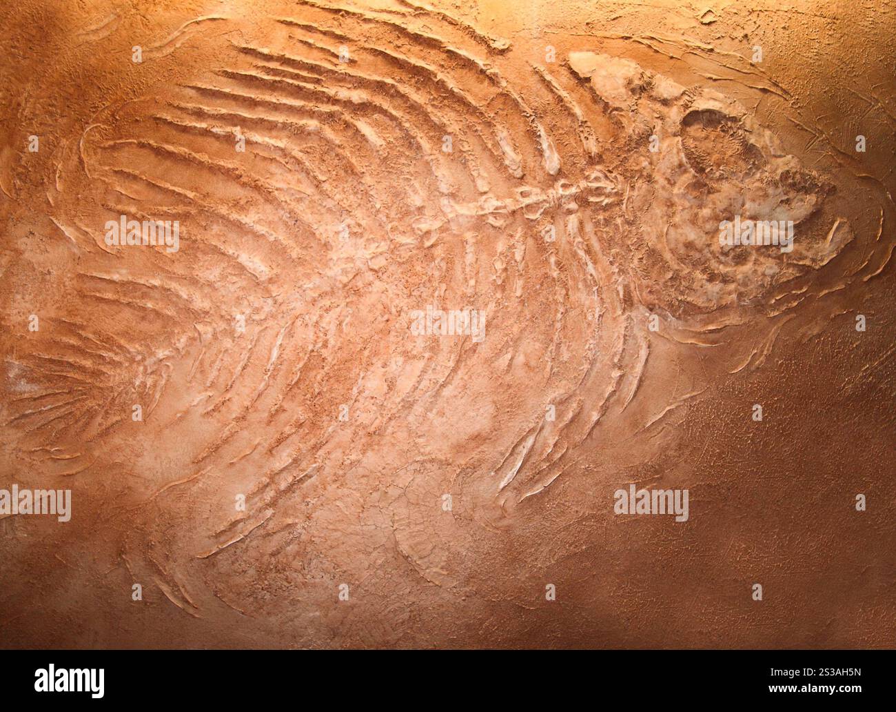 Des fossiles de poissons géants se rapprochent. Fossiles de poissons géants Banque D'Images