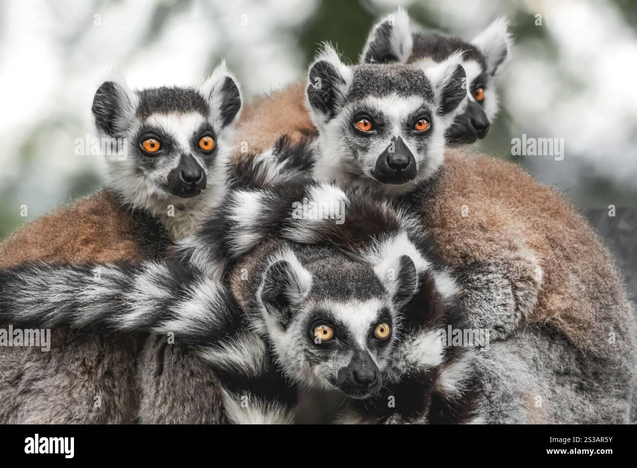 Câlin Monkey Gang Banque D'Images