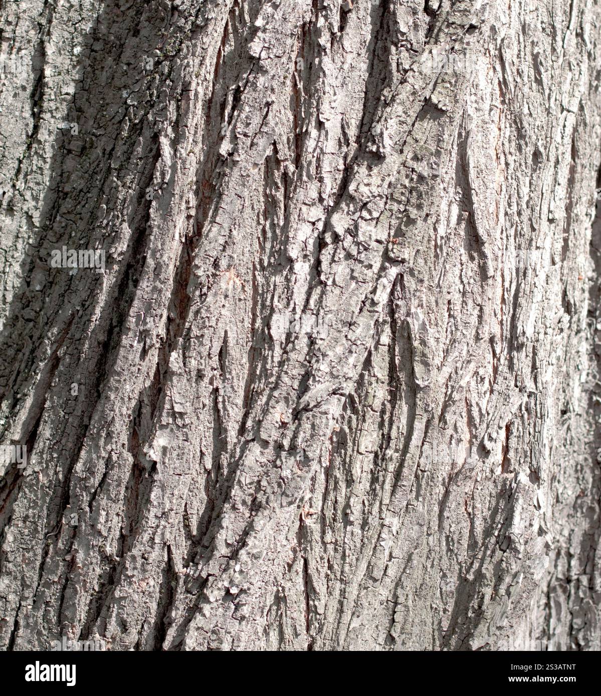 texture ou fond d'arbre d'écorce. texture de l'écorce Banque D'Images