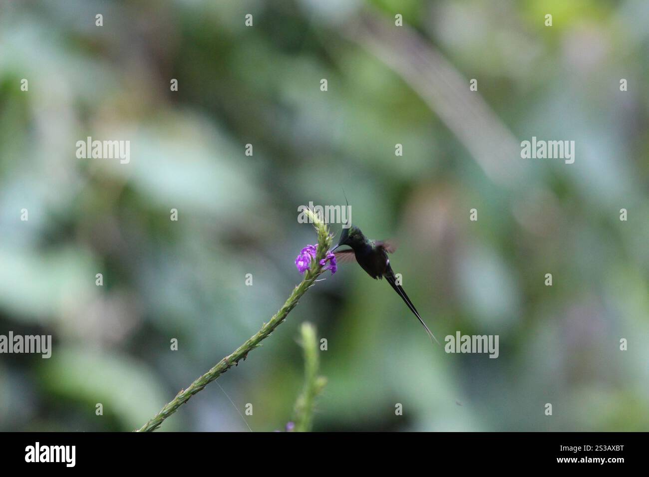 Queue d'épi à crête métallique (Discosura popelairii) Banque D'Images