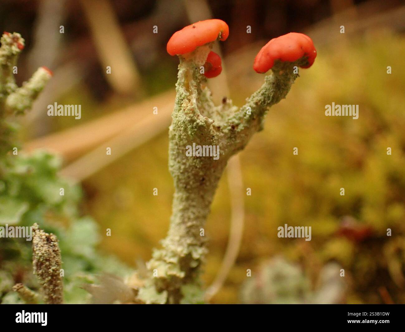 Soldats jouets (Cladonia bellidiflora) Banque D'Images