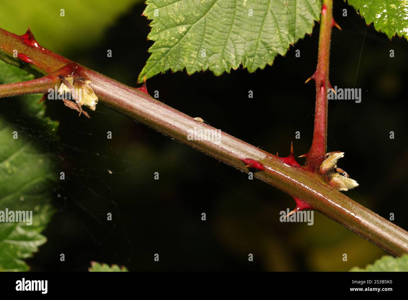 Mûre arménienne (Rubus armeniacus) Banque D'Images