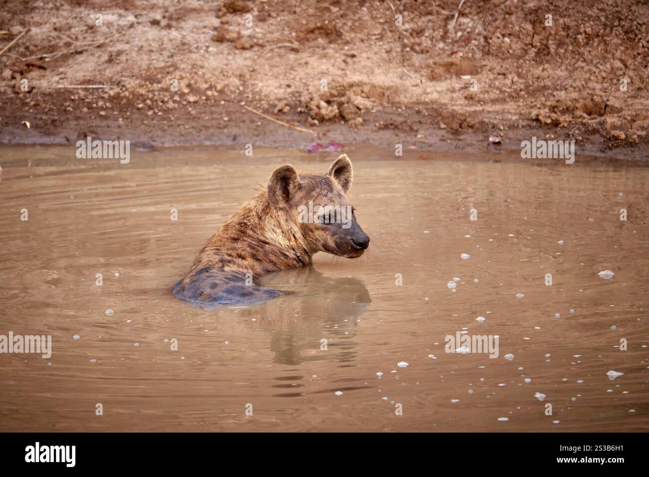 Tuepfelhyaene oder Fleckenhyaene (Crocuta crocuta) nimmt ein Bad, South Luangwa Nationalpark, Mfuwe, Sambia, Afrika |Hyena tachetée (Crocuta crocuta) t Banque D'Images