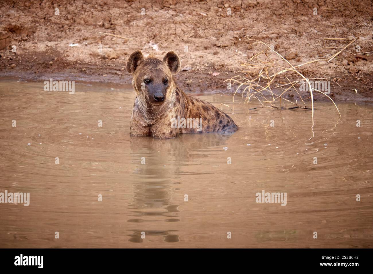 Tuepfelhyaene oder Fleckenhyaene (Crocuta crocuta) nimmt ein Bad, South Luangwa Nationalpark, Mfuwe, Sambia, Afrika |Hyena tachetée (Crocuta crocuta) t Banque D'Images