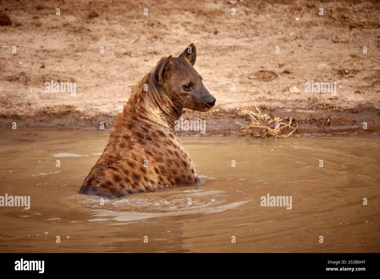 Tuepfelhyaene oder Fleckenhyaene (Crocuta crocuta) nimmt ein Bad, South Luangwa Nationalpark, Mfuwe, Sambia, Afrika |Hyena tachetée (Crocuta crocuta) t Banque D'Images