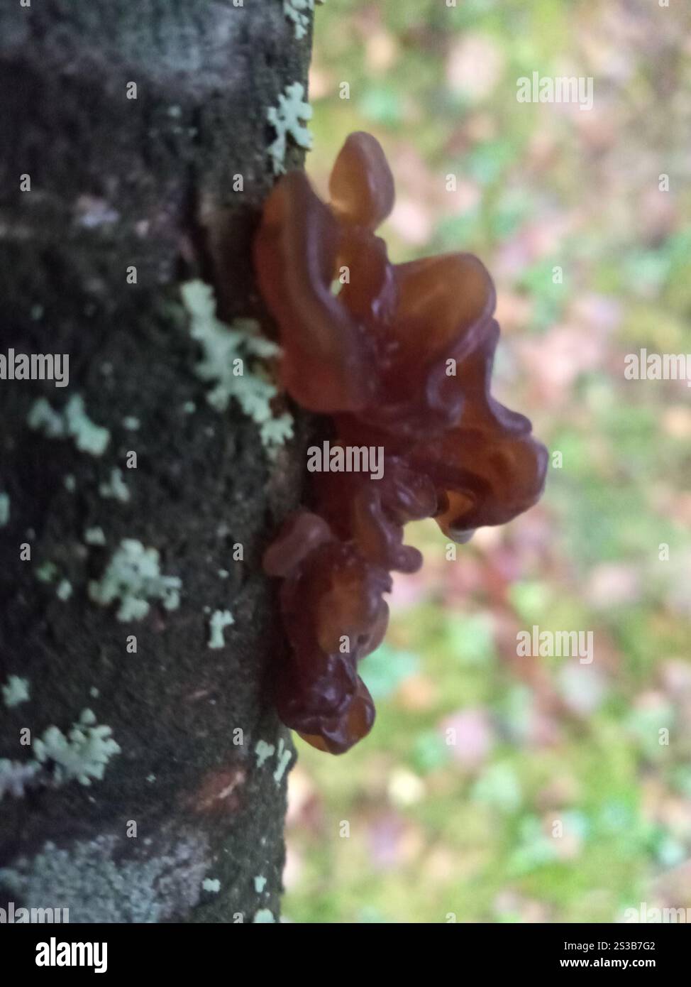Beurre de Warlock (Exidia nigricans) Banque D'Images