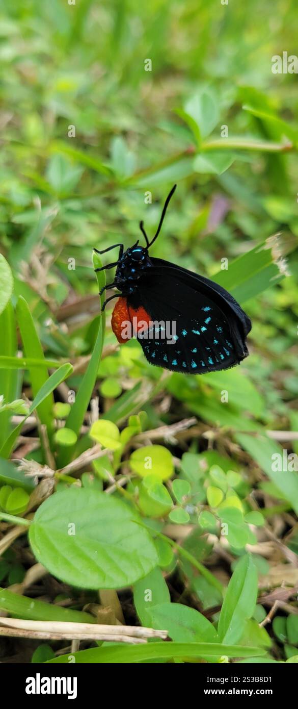 Atala (Eumaeus atala) Banque D'Images Atala (Eumaeus atala) Banque D'Images