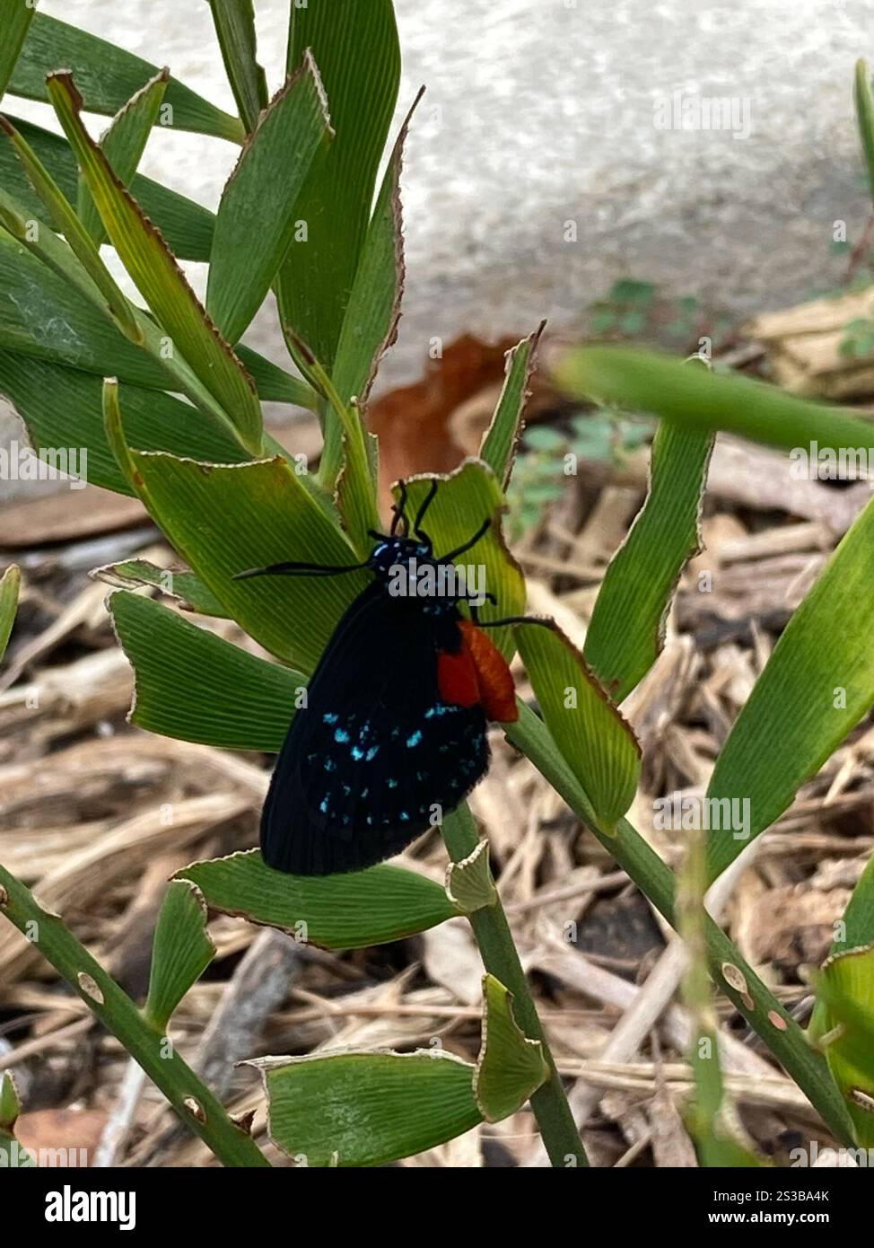 Atala (Eumaeus atala) Banque D'Images Atala (Eumaeus atala) Banque D'Images