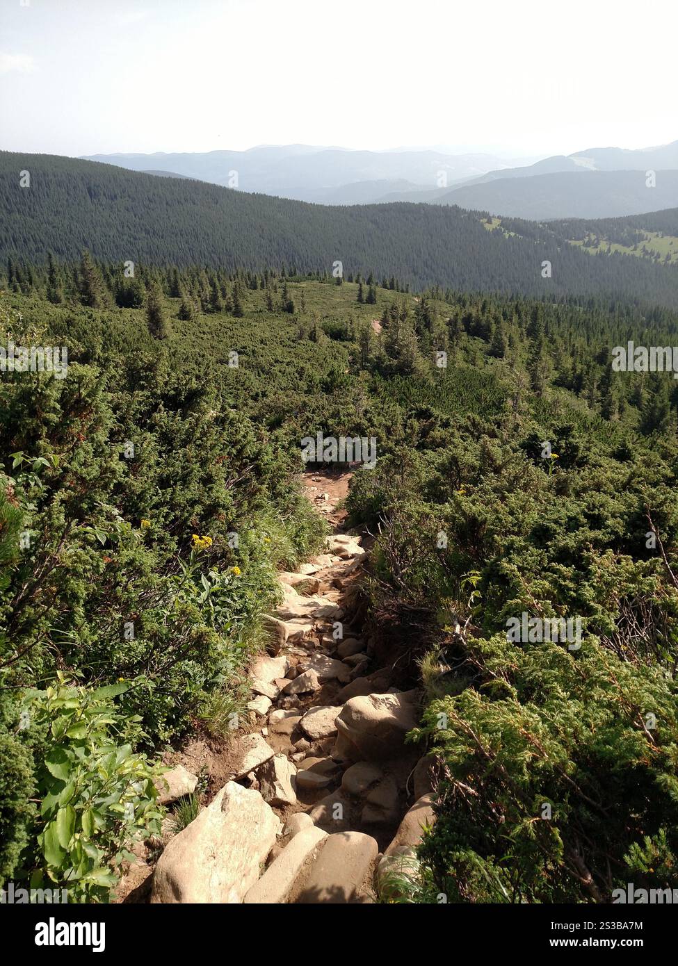 Le sentier de la route de montagne mène au paysage pittoresque de fond avec vue sentier de randonnée Hoverla dans les Carpates verticales Banque D'Images