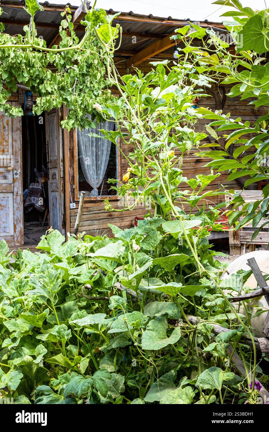 Cabane en bois dans le jardin verdoyant dans le village Areni, Arménie le jour ensoleillé d'été Banque D'Images