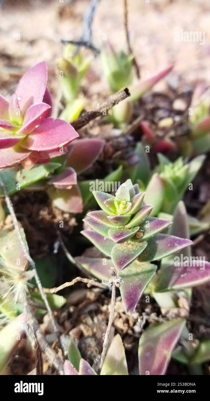 Redspot Stonecrop (Crassula capitella) Banque D'Images