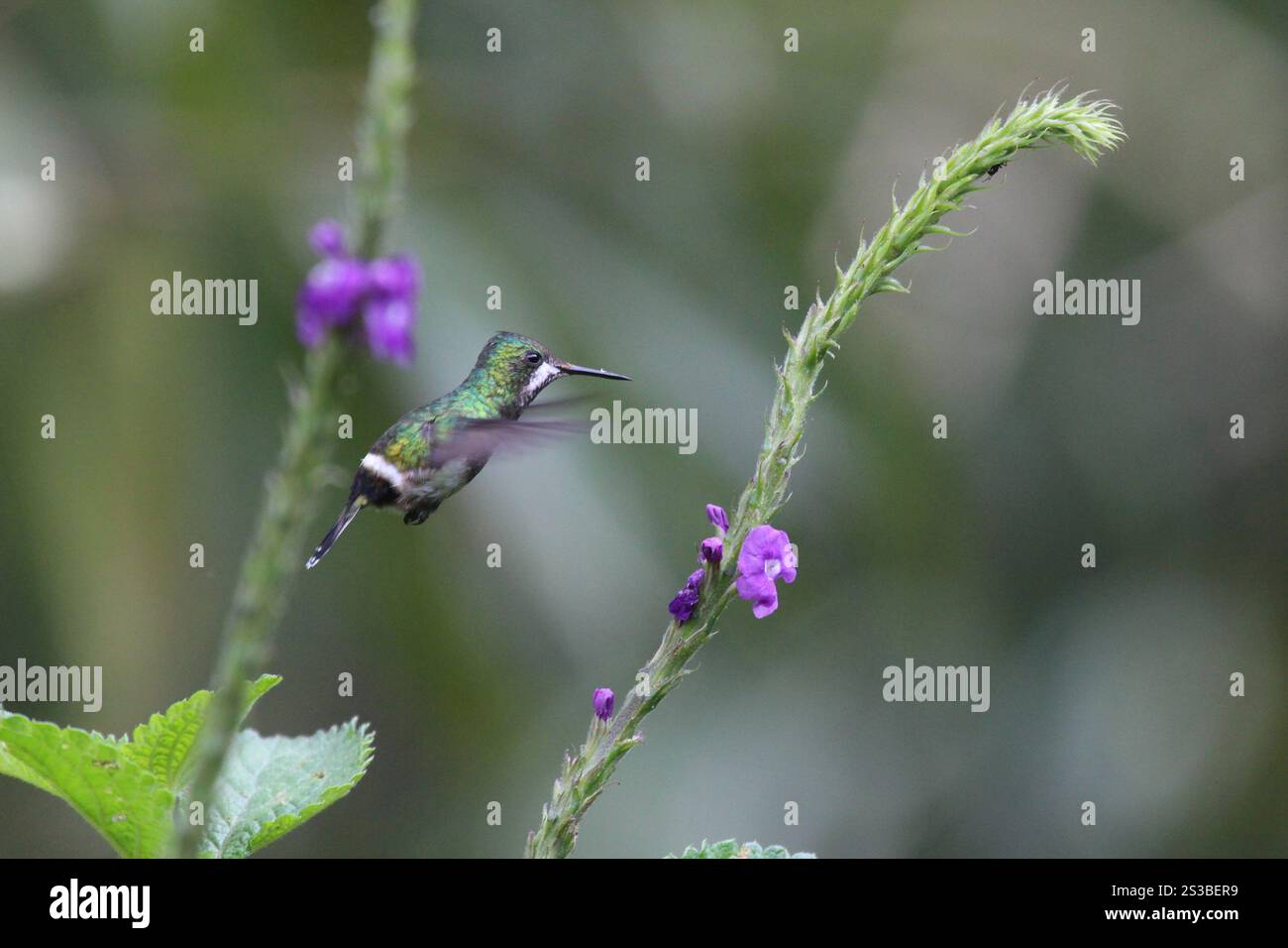 Queue d'épi à crête métallique (Discosura popelairii) Banque D'Images