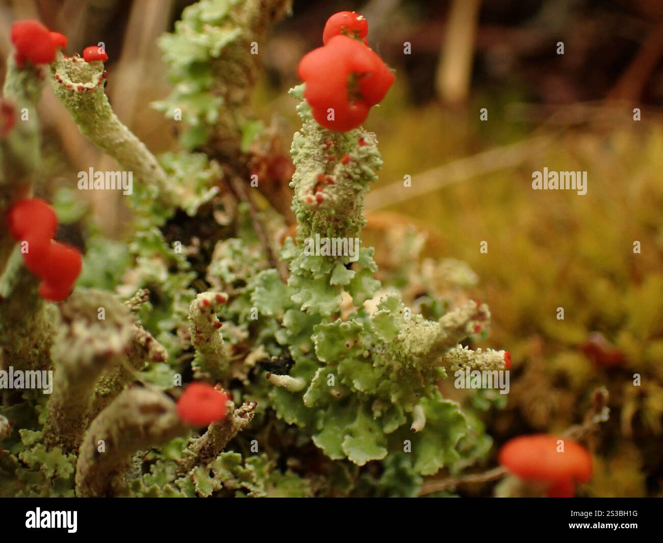 Soldats jouets (Cladonia bellidiflora) Banque D'Images