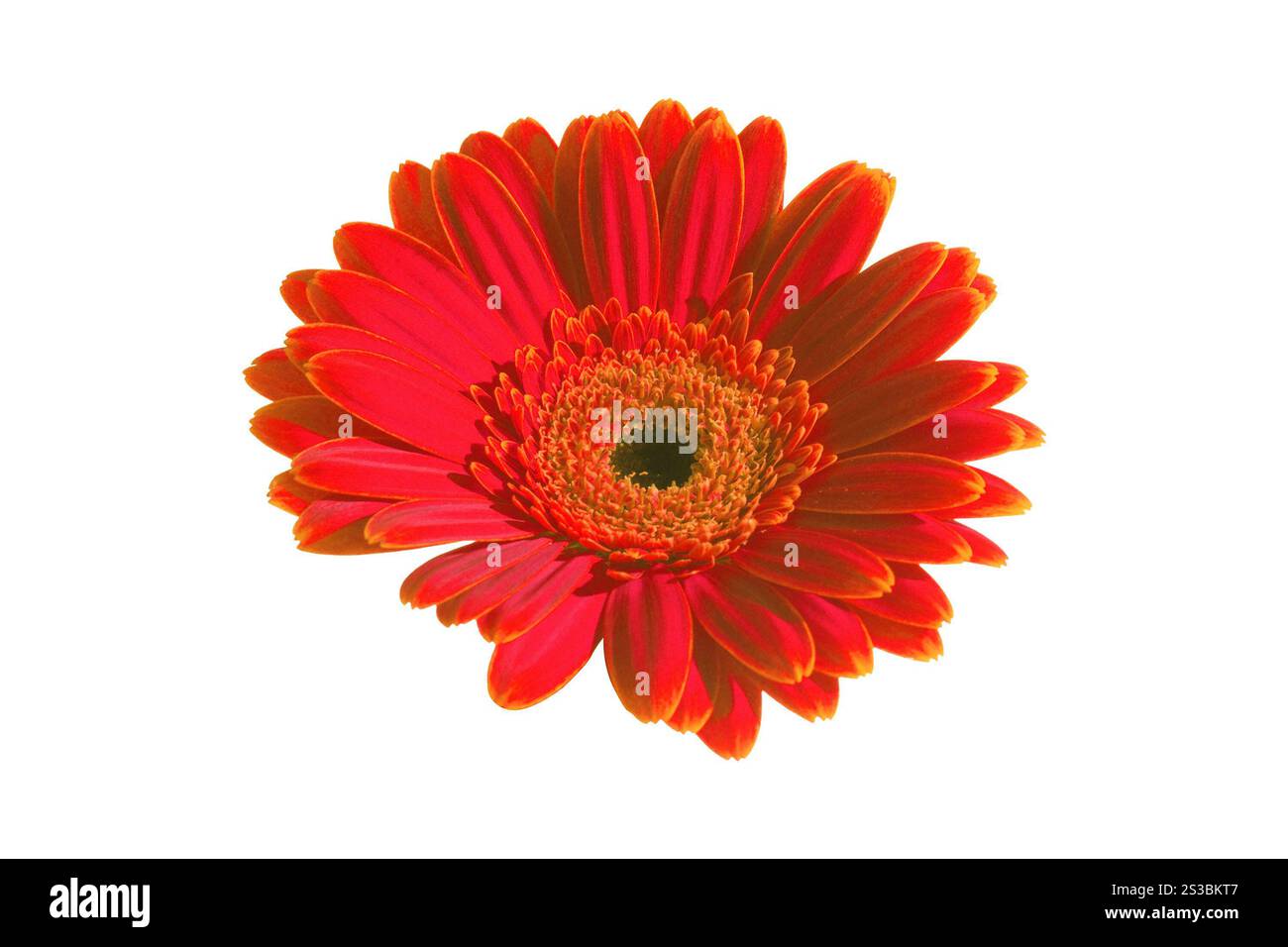 Fleur rouge gros plan. Fleur violette gros plan Banque D'Images Fleur rouge gros plan. Fleur violette gros plan Banque D'Images