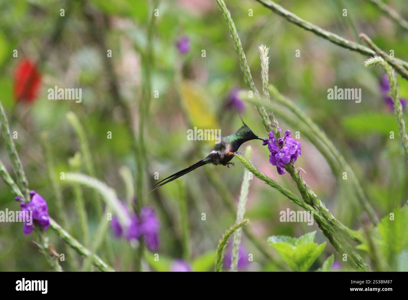 Queue d'épi à crête métallique (Discosura popelairii) Banque D'Images